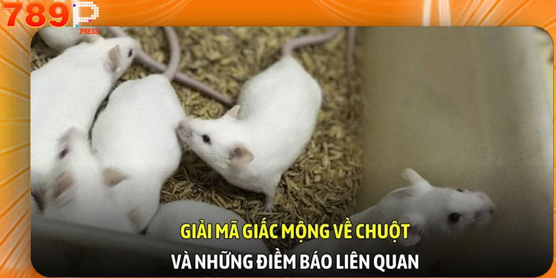 Giải mã giấc mộng về chuột và những điềm báo liên quan