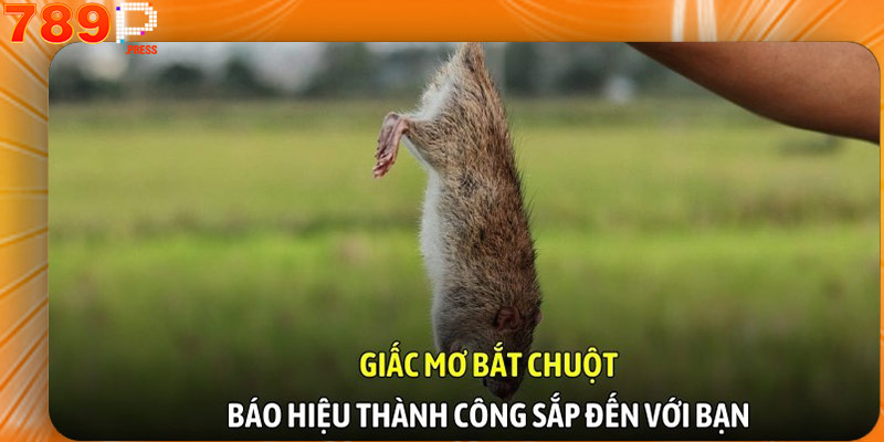 Giấc mơ bắt chuột báo hiệu thành công sắp đến với bạn